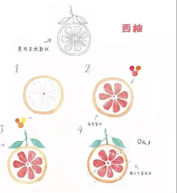 龟背竹/西柚/银杏叶/桃子水彩简笔画法