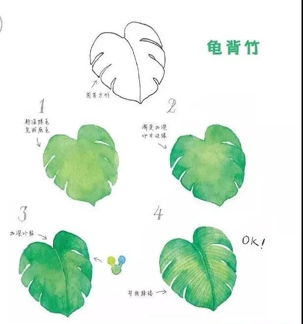 龟背竹/西柚/银杏叶/桃子水彩简笔画法